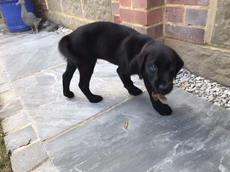 Puppy Survival Thread: Surviving into Summer 2022