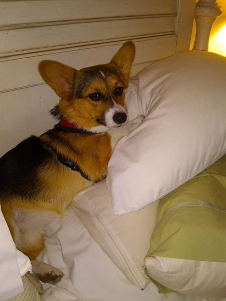 What is your pet up to right now?