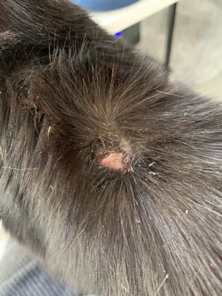 Bright ideas for a wound?