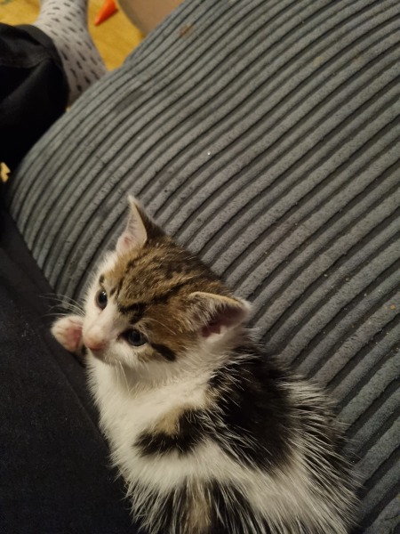 Help? I've acquired a very young kitten?