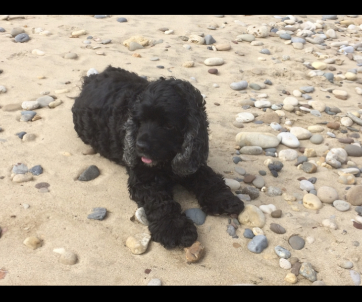 Dogs who love the beach