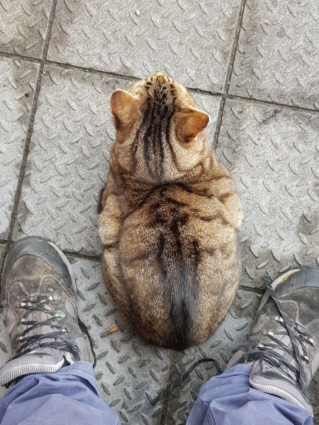 Thug cat part 4.  After all, it's not my Axminster.