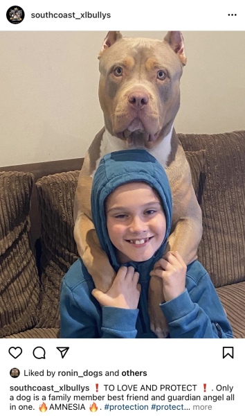 Sick of these XL bully owners 