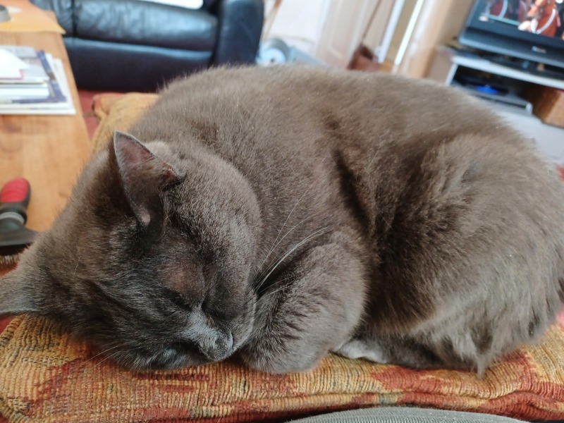 Demanding cat - to want some time to myself??