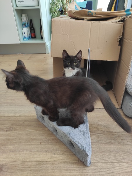 Help? I've acquired a very young kitten?