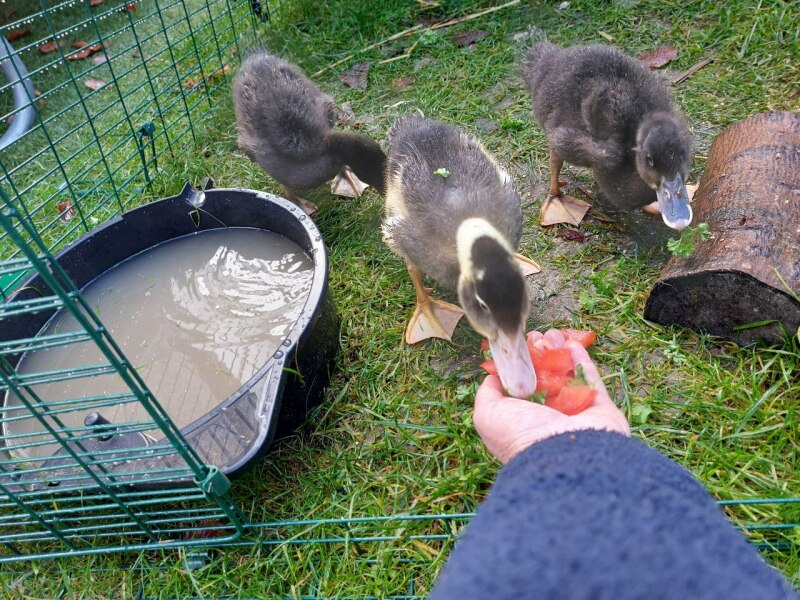 Ukraine Invasion: Part 33