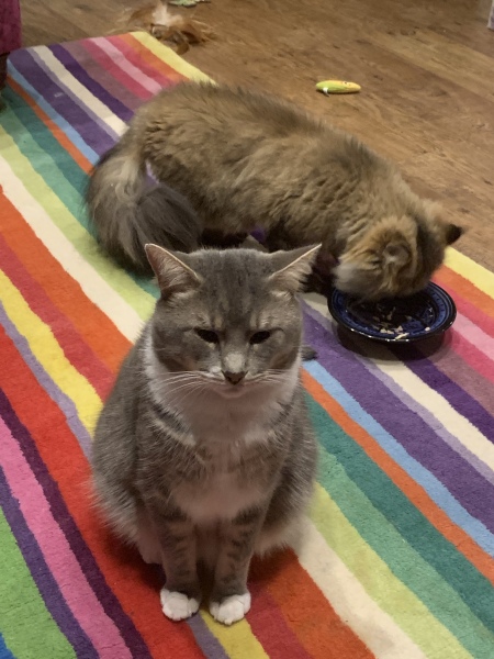 What is your pet up to right now?