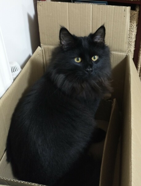 My Maine Coon was allowed to sleep on the bed last night