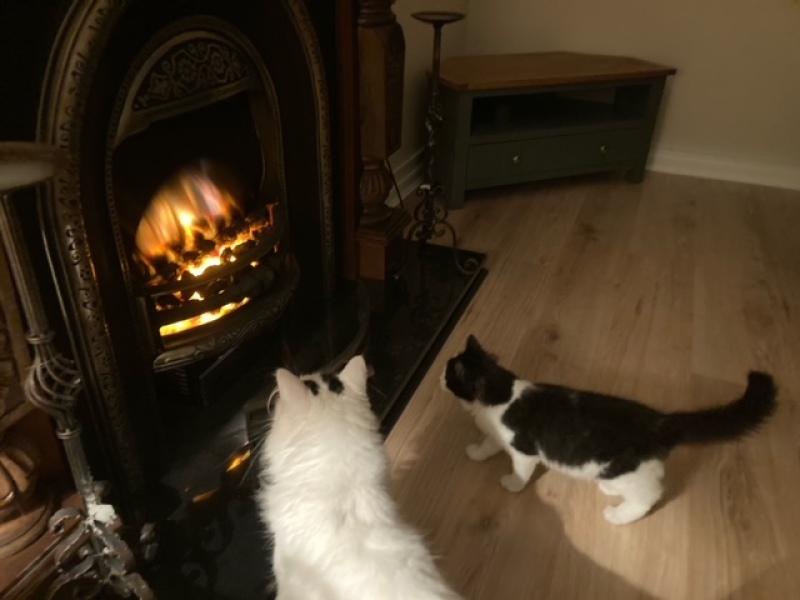 I appear to have cats