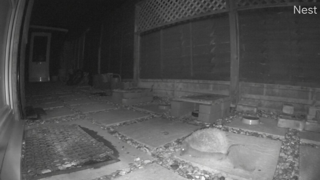 To ask you to please help hedgehogs and other wildlife prepare for winter