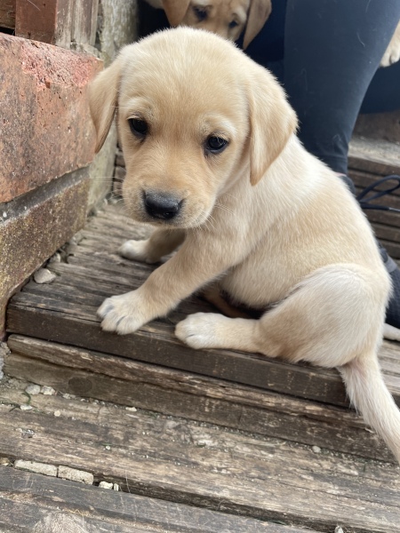 Golden Retriver puppy soooooo itchy