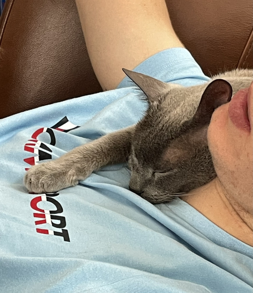 New kitten wrapping0 himself round our neck (cute pics)!