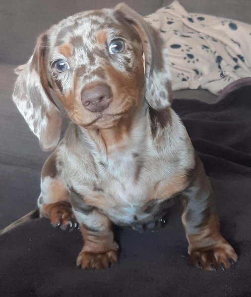 Puppy Survival Thread - as we approach Fireworks night for the first time…