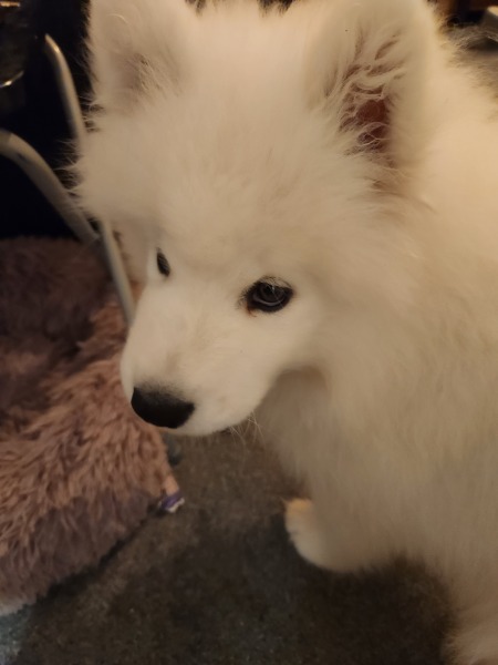 Puppy Survival Thread - as we approach Fireworks night for the first time…