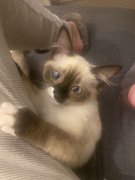 Should I keep the cat or not? 
