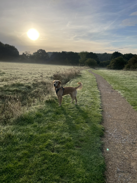 Puppy Survival Thread - as we approach Fireworks night for the first time…