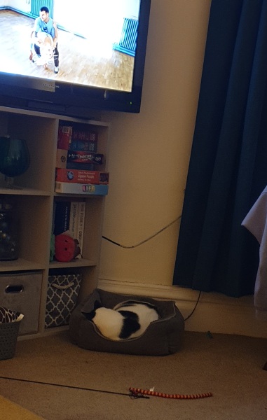 What is your pet up to right now?