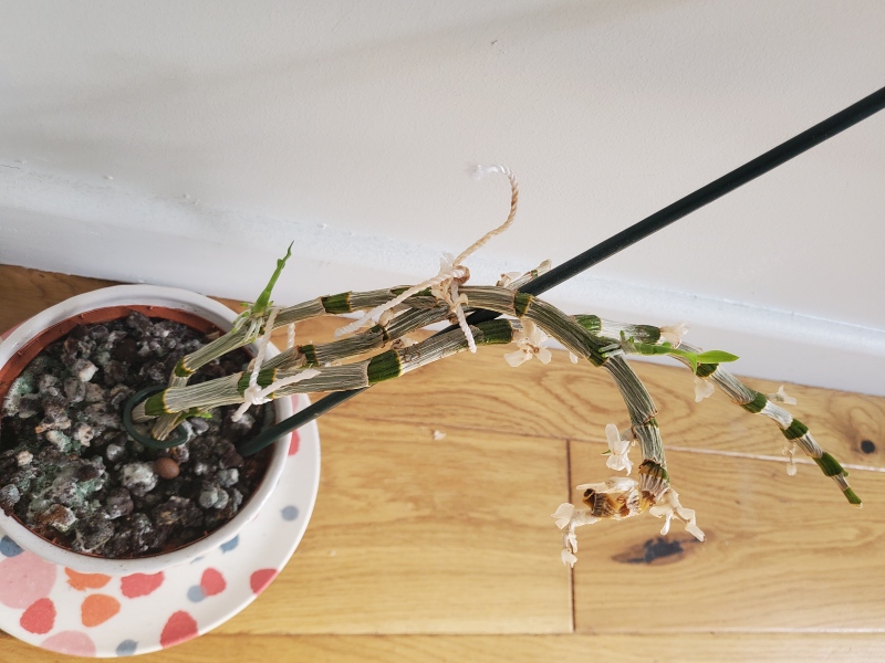 Is this orchid dying?