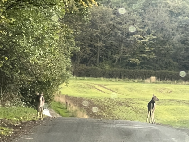 Should I have slammed on my brakes to save the hare?
