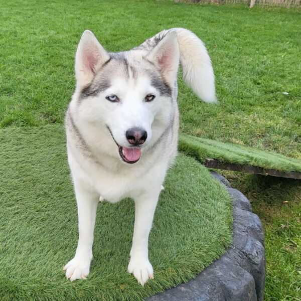 Top tips for bringing a puppy home 