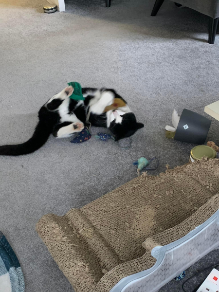 I appear to have cats