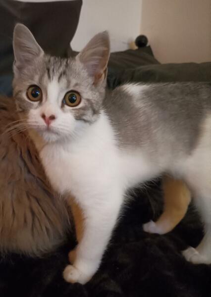 Looking for a kitten - only seem to come in 2s