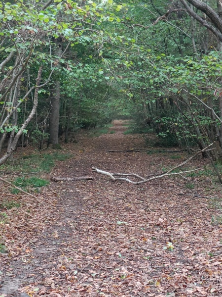 Come chat hiking with me!