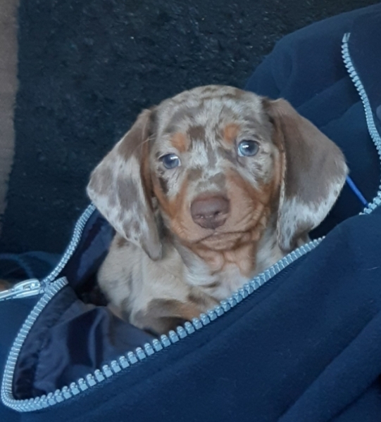 Puppy Survival Thread: Surviving into Summer 2022