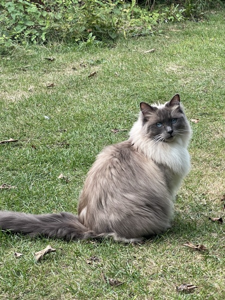 I appear to have cats