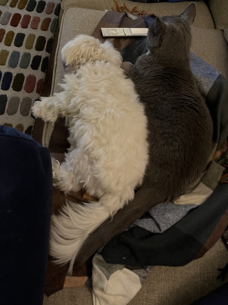 Help us chose our first dog