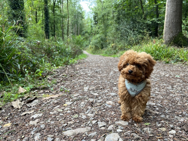 Puppy Survival Thread: Surviving into Summer 2022