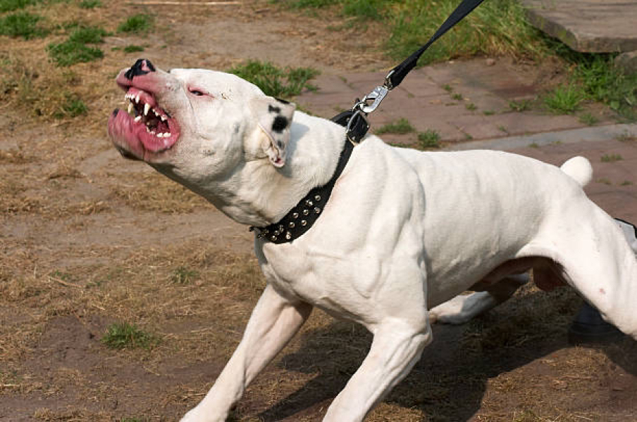 To wonder when the UK government plan to revisit the dangerous dogs act? 