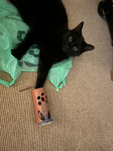 To think Alan could just kill the bloody mouse? 