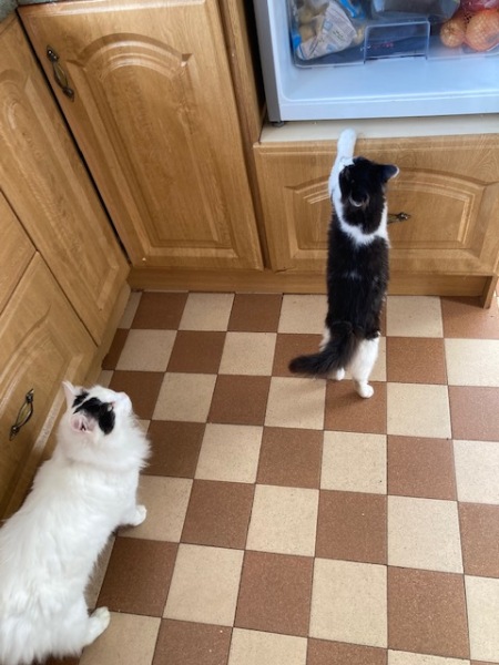 I appear to have cats