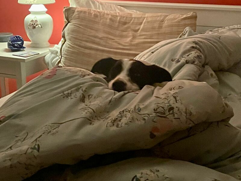 Thinking of getting a collie