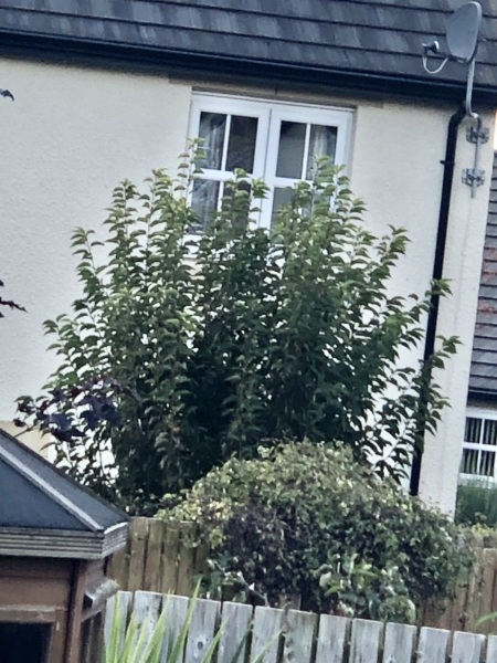 What is this big bush / shrub thing please?