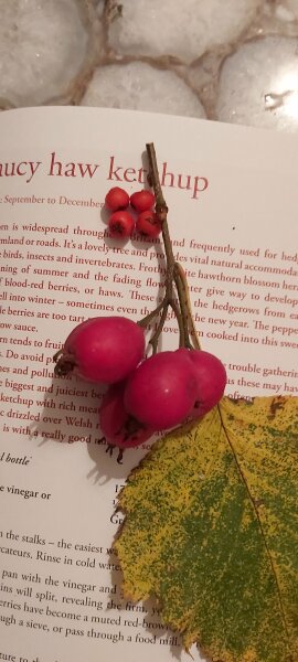 Hidden Treasures - tell me your foraged finds!