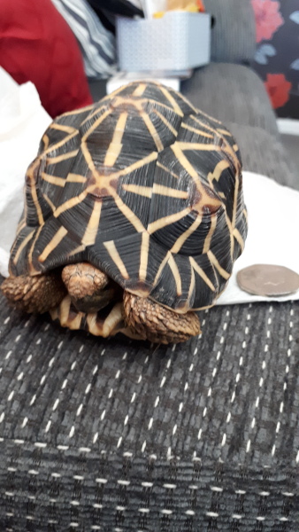 How do I get my Venus fly trap to eat? 🪴