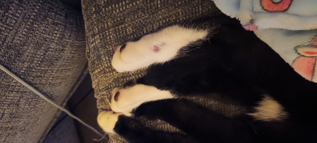 Cut on Peanut's back leg