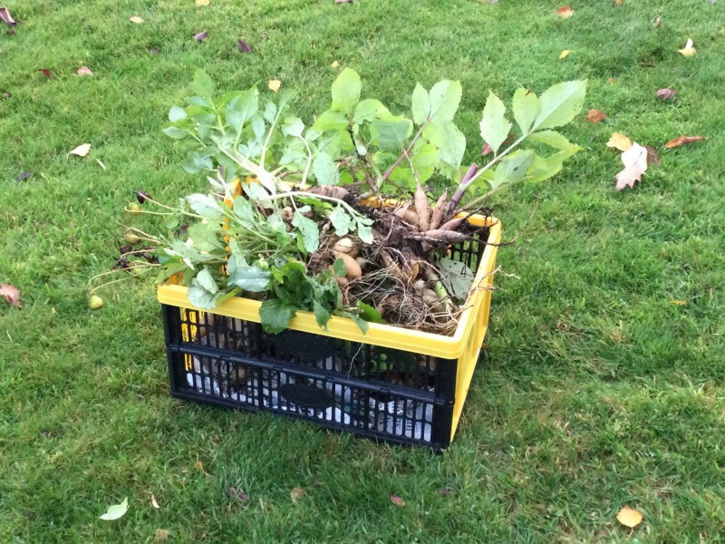 Who’s growing Dahlias this year
