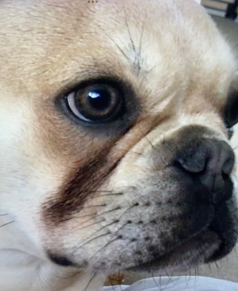 Will my Frenchie really only live til 6 years ?  