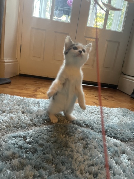 Meet Sushi