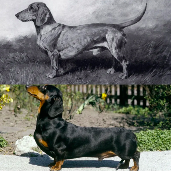 Husband sat on Daschund, worried sick about spinal injury