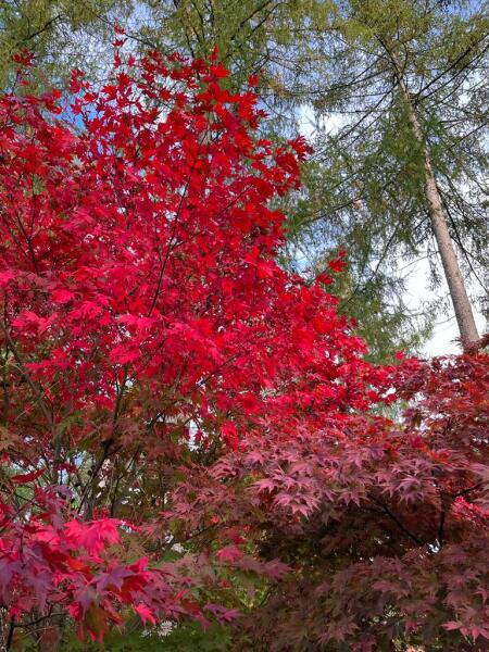 Thread 42 Corona GCSE Cohort - 👻Creeping it Real for Oct22