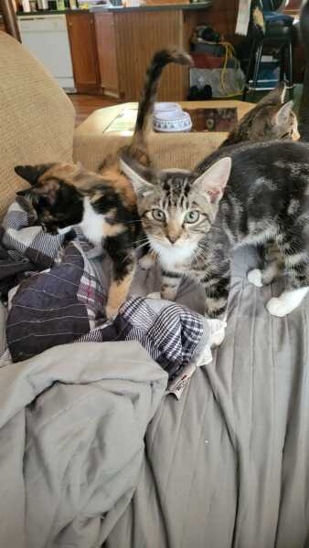 Friend forced to sign a waiver agreeing to diet by wedding dress shop