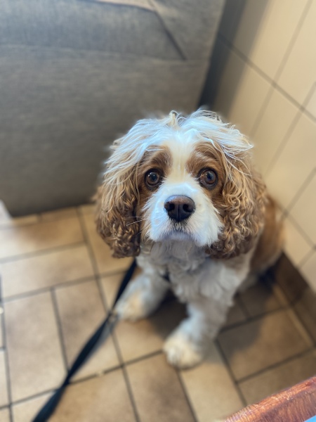 Have you managed to upset your dog this weekend 