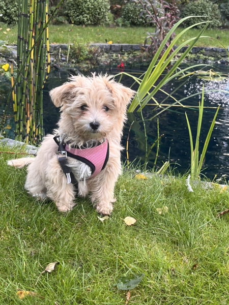 Puppy Survival Thread: Surviving into Summer 2022