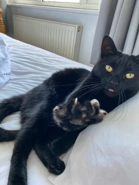 Help? I've acquired a very young kitten?