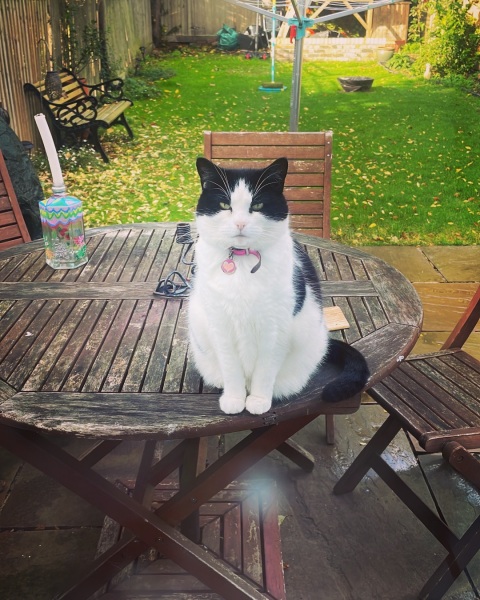 Cats!