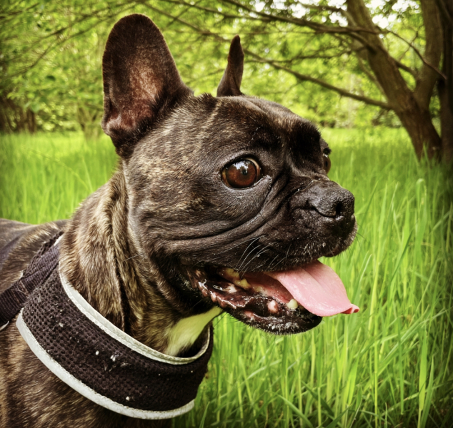 Will my Frenchie really only live til 6 years ?  